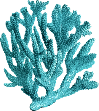 Coral Reef Transparent Background (black)