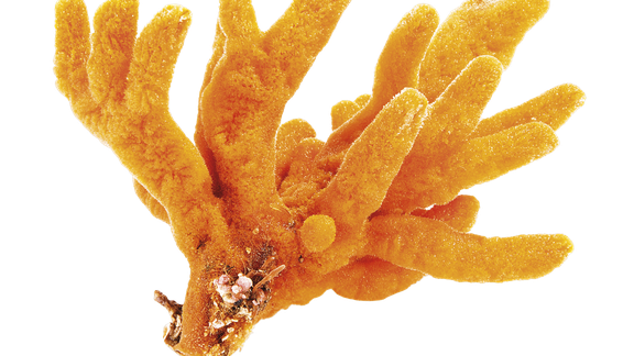 Coral Reef Transparent Png (chocolate, black, orange)