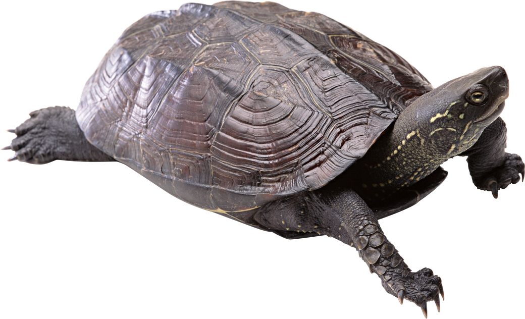 Coral Turtle Png File (black, gray)