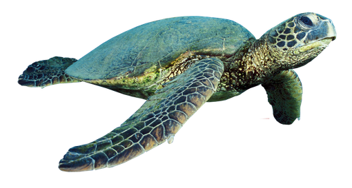 Coral Turtle Png Hd (black, navy)