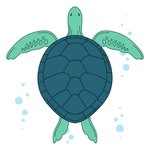 Coral Turtle Png Photos (teal, silver, gray)