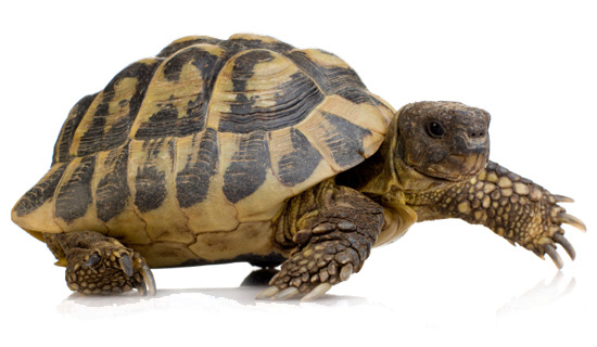 Coral Turtle Png Pic (black, olive, gray, white)