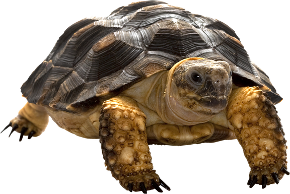 Coral Turtle Transparent Background (black, gray)