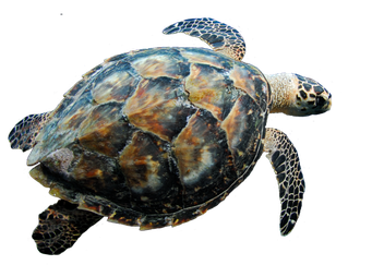 Coral Turtle Transparent Png (black)