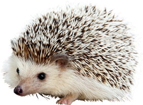 Porcupine Png Free Download (lavender, black, white)