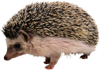 Porcupine Png Hd (gray, black)