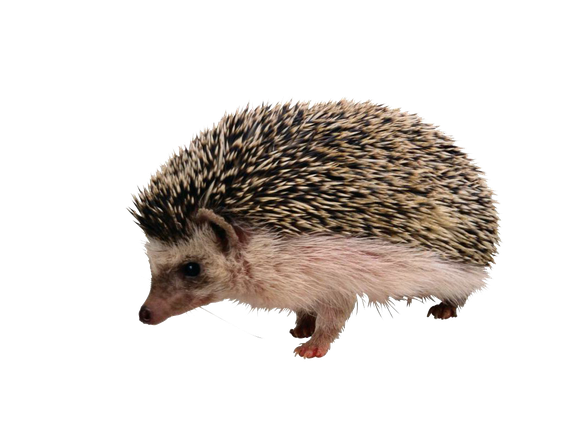 Porcupine Png Isolated Image (gray, black)