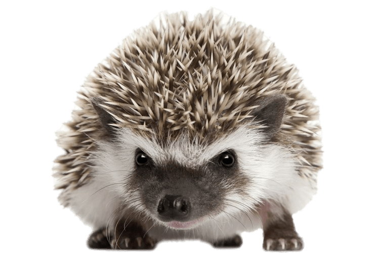 Porcupine Png Photo (gray)