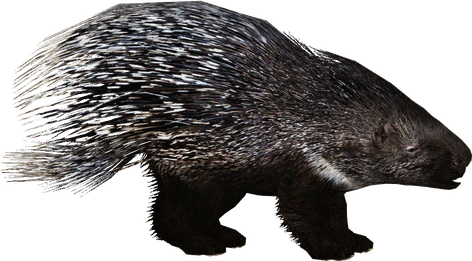 Porcupine Png (black)