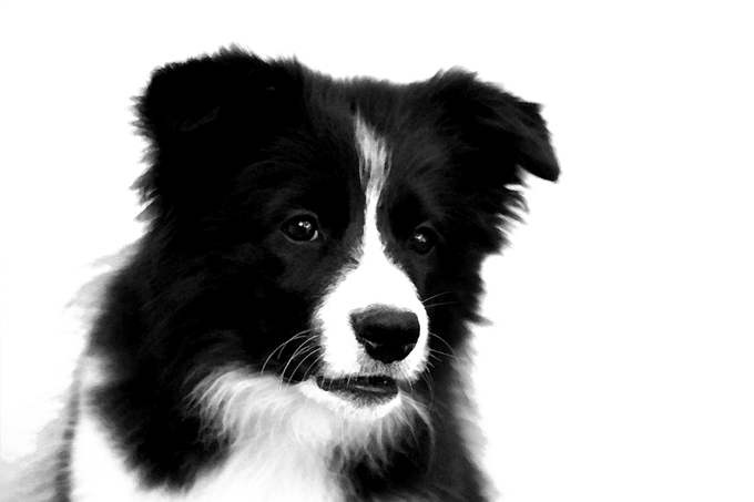 Border Collie Png Photos (black, white)