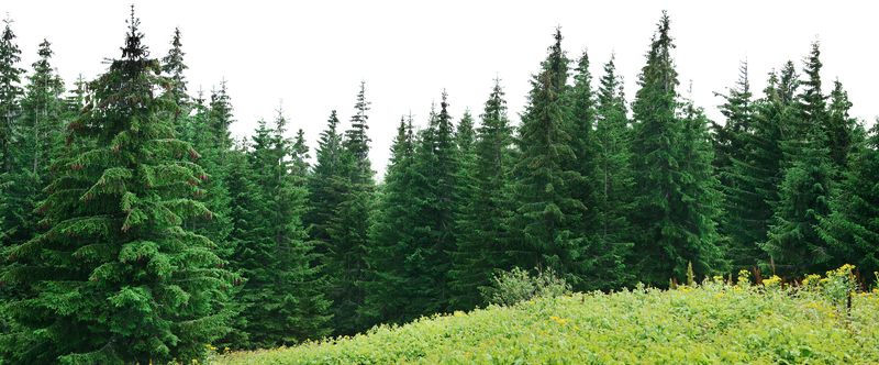 Forest Tree Png File (black, green)