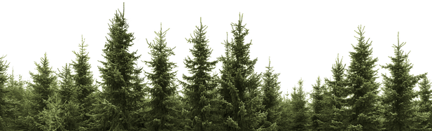 Forest Tree Transparent Png (black, green)