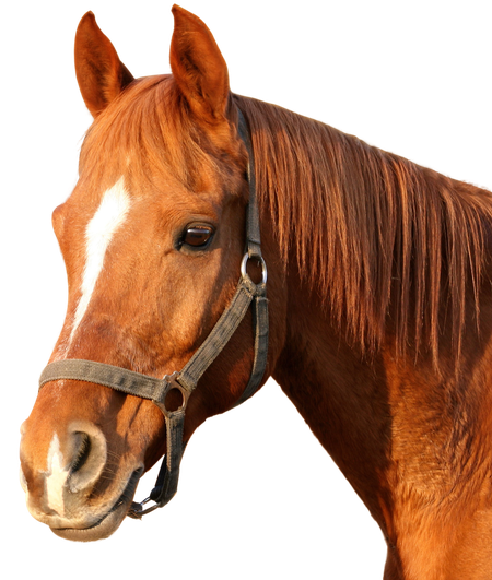 Morgan Horse Png Image (white, maroon, black)