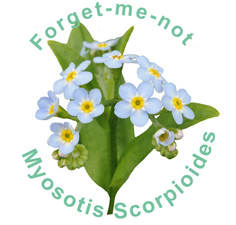 Forget Me Not Blue Png Cutout (black, silver)