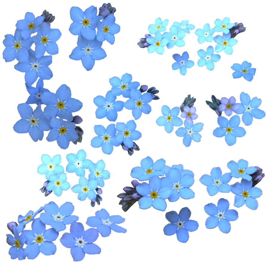 Forget Me Not Blue Png File (black, silver)