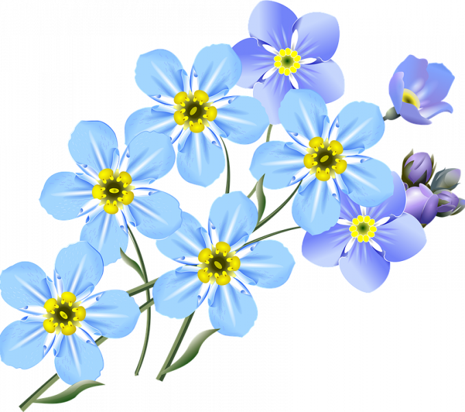 Forget Me Not Blue Png Photo (black, lavender)