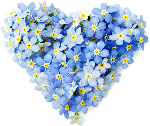 Forget Me Not Blue Png Pic (black, lavender, white, silver)