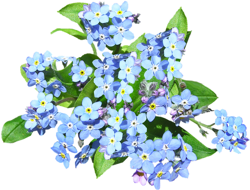 Forget Me Not Blue Png (black, lavender)