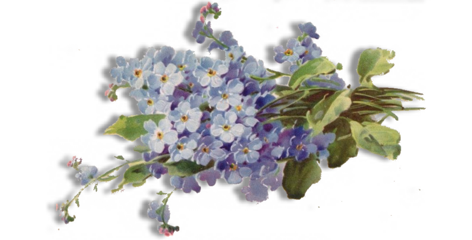 Forget Me Not Flower Png File (black, lavender, white)