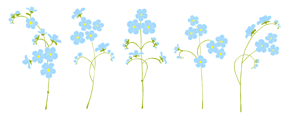 Forget Me Not Flower Png Pic (black, lavender)