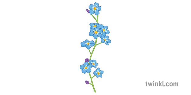 Forget Me Not No Background (gray)