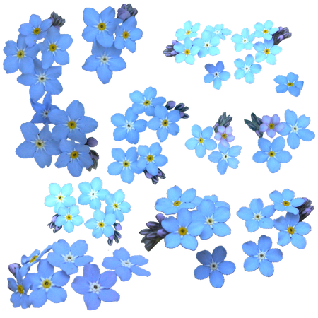 Forget Me Not Png Clipart (black, silver)