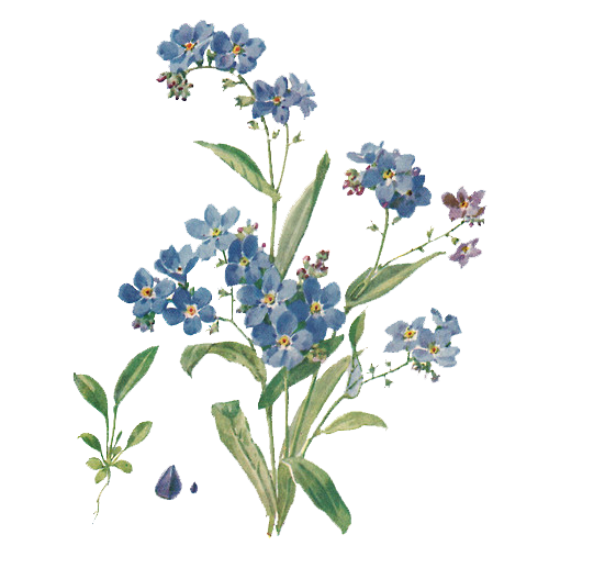 Forget Me Not Png File (white)