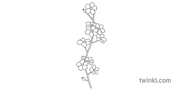 Forget Me Not Png Hd Image (gray, white)