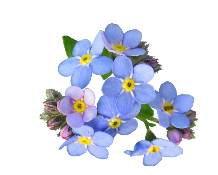 Forget Me Not Png Picture (black, silver)