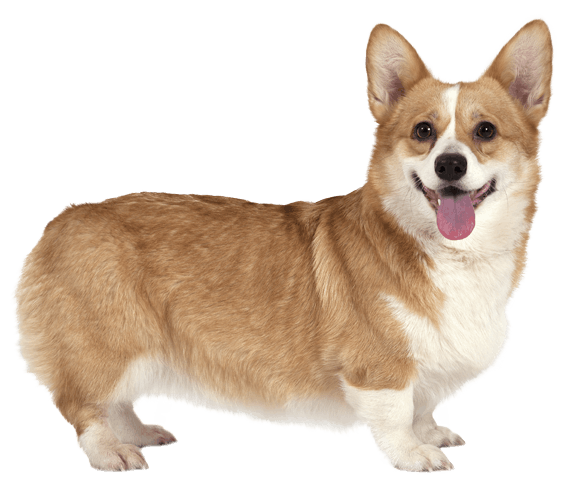 Corgi Download Png Image (gray, white)