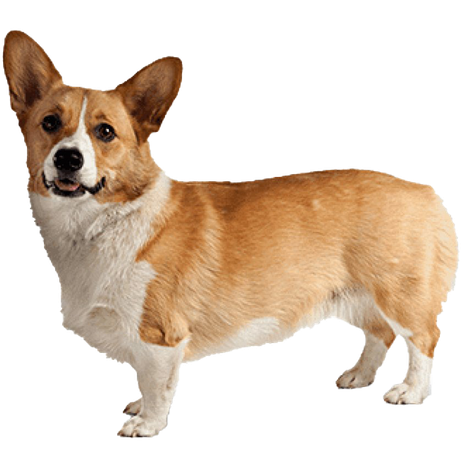 Corgi Png Background Image (gray, black)