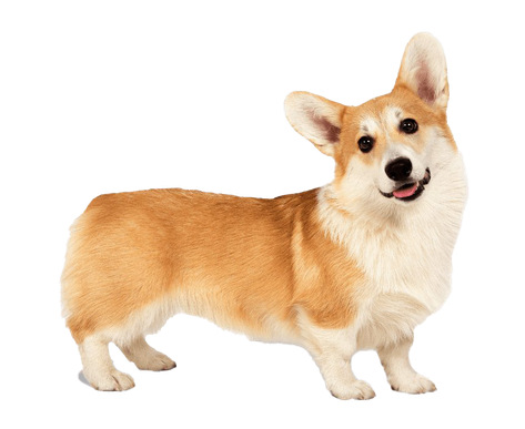 Corgi Png Clipart (chocolate, beige, black, salmon)