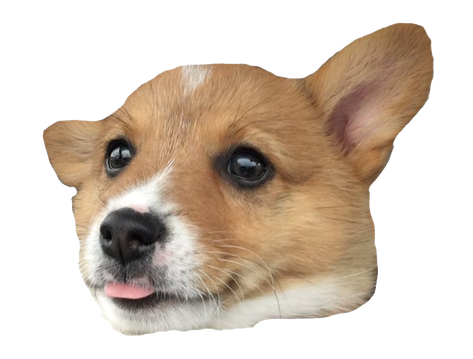 Corgi Png File (salmon, black, gray)