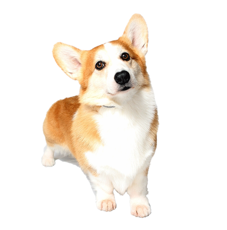 Corgi Png Free Download (black, white)