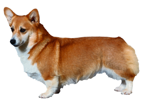 Corgi Png Photo (lavender, black)