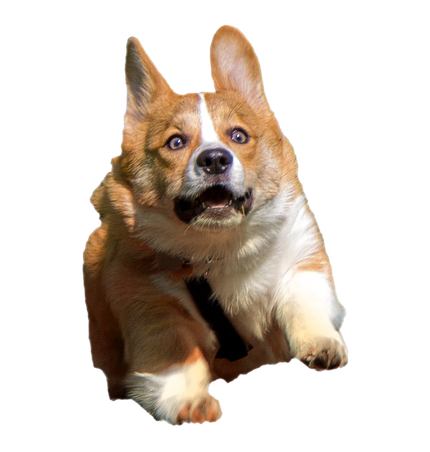 Corgi Png Photos (black, white)