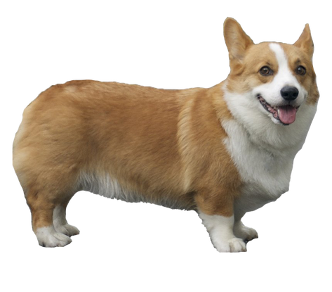 Corgi Png Pic (black, gray, chocolate)