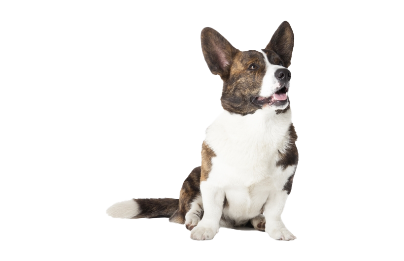 Corgi Png Picture (beige, white)