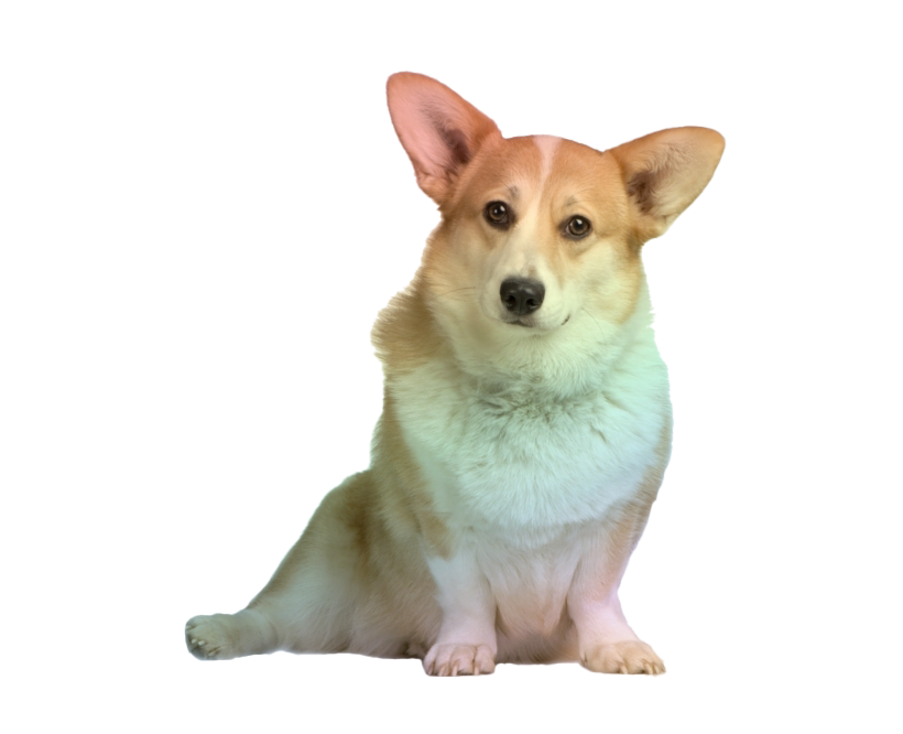 Corgi Png Transparent Image (gray, white, silver)