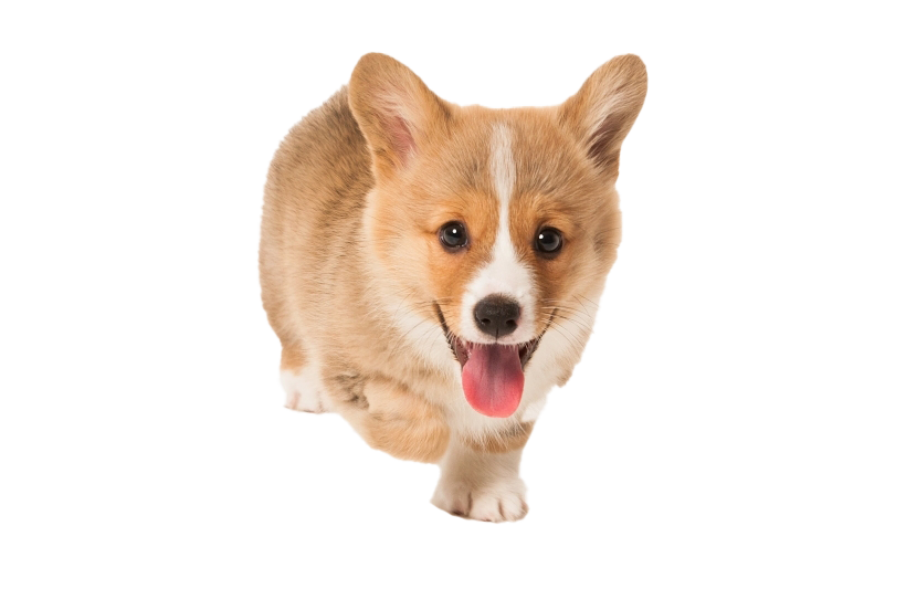 Corgi Png Transparent Picture (gray, beige, white, silver)