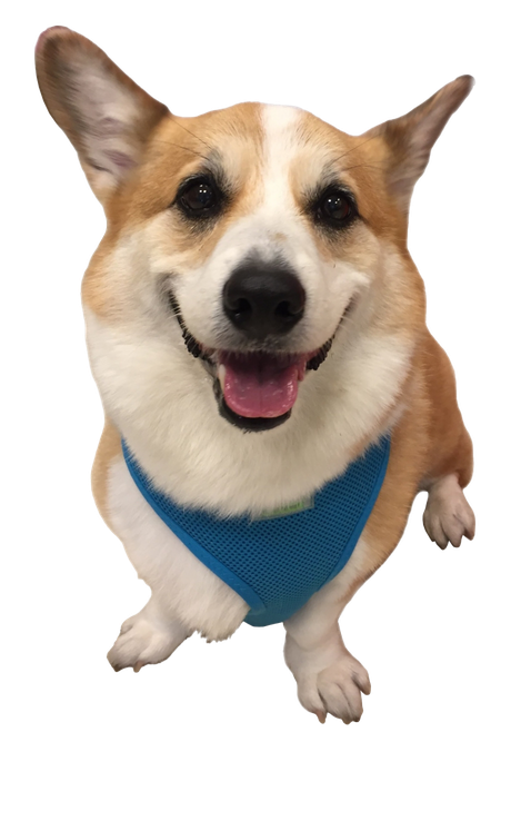 Corgi Transparent Background (navy, pink, gray, black, silver)