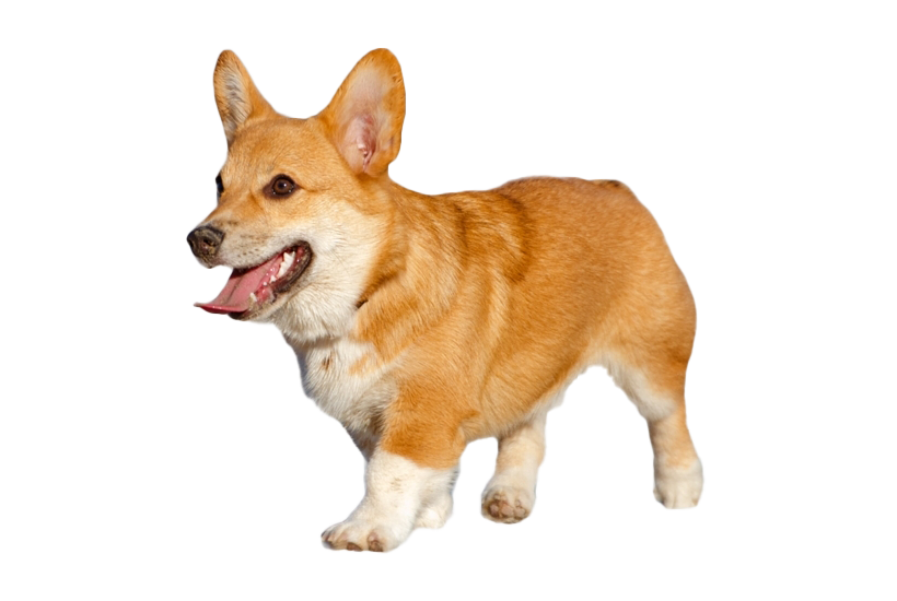 Corgi Transparent Png (white, salmon)