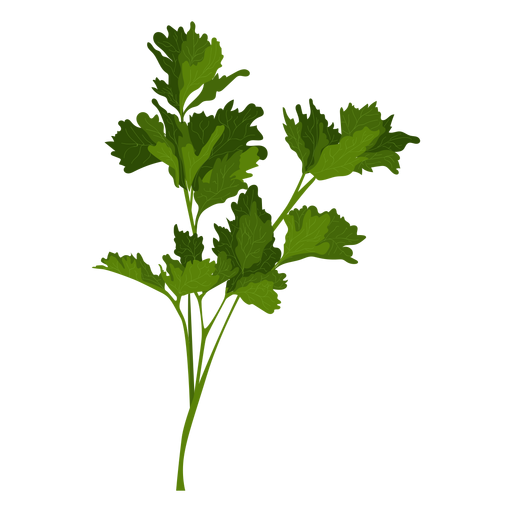 Coriander Png Clipart (olive, black, green)