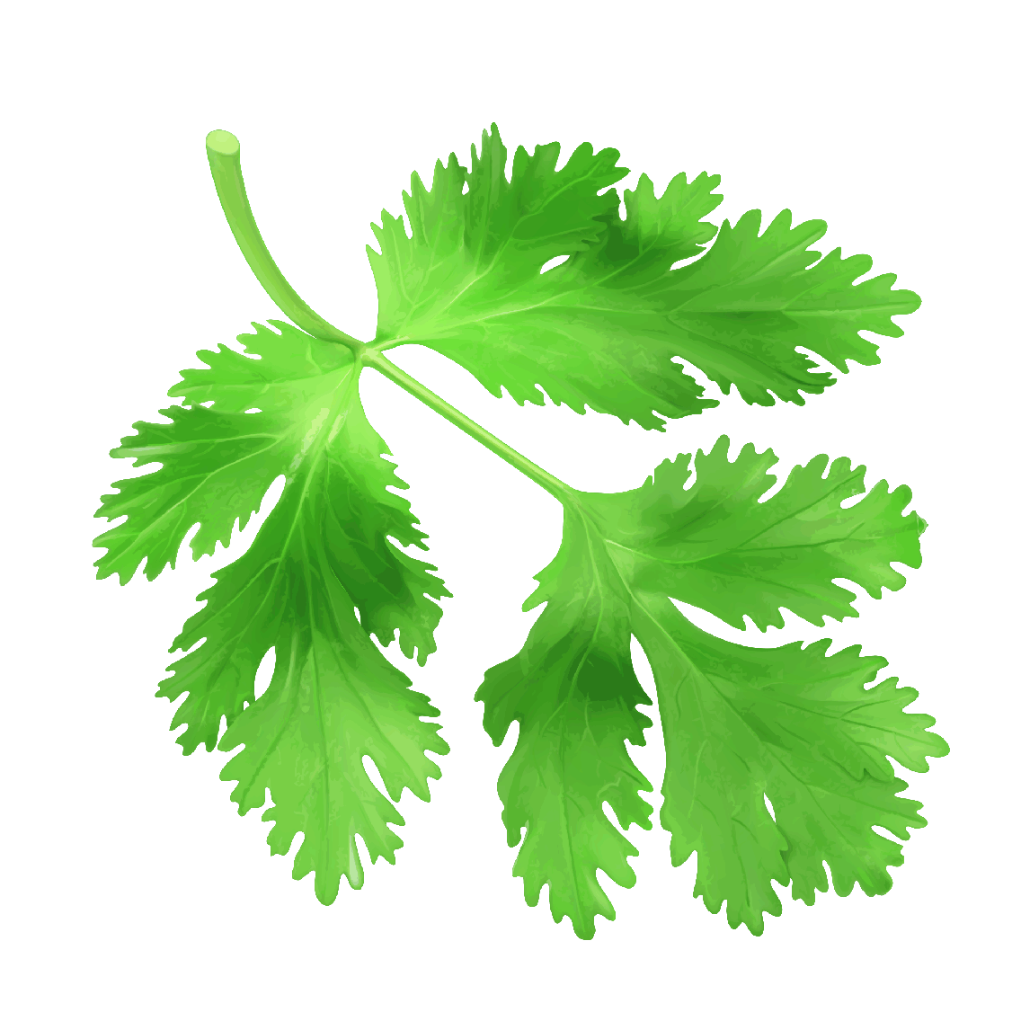 Coriander Png Image (gray, white, green)