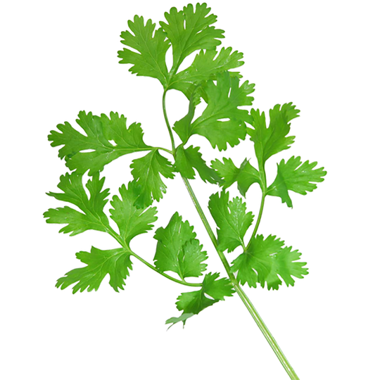 Coriander Png Isolated Image (black)