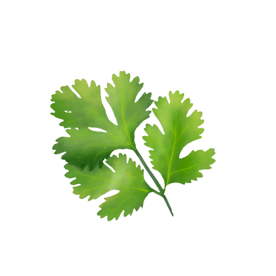 Coriander Png Photo (gray, white)