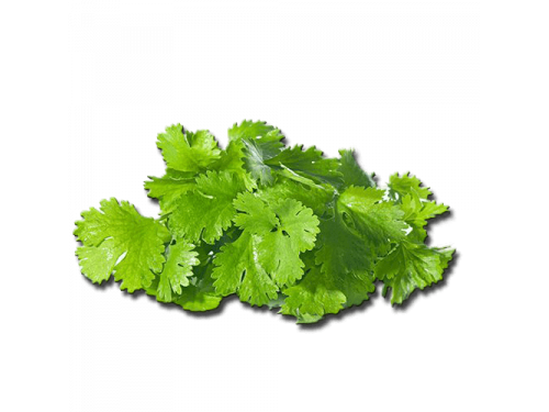 Coriander Png Photos (gray, black, white)