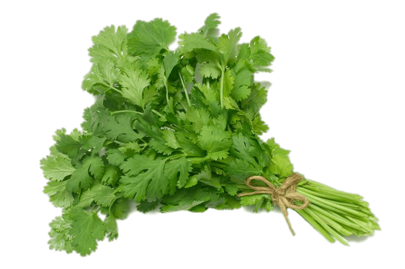 Coriander Png Pic (gray)