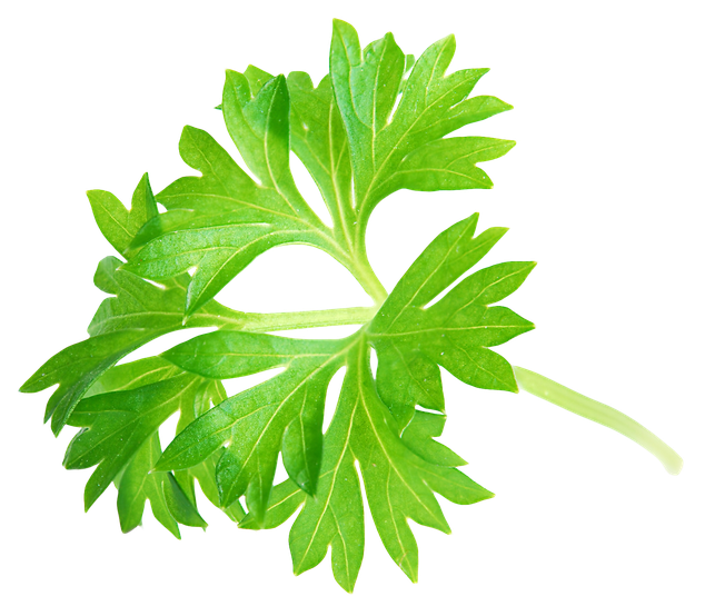 Coriander Png (black)