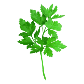 Coriander Transparent Png (black, green)